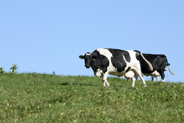 Cows in pasture