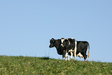 Fototapeta premium Cows in pasture