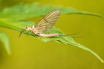 Macro photo. The common mayfly insect warms itself on a green leaf.