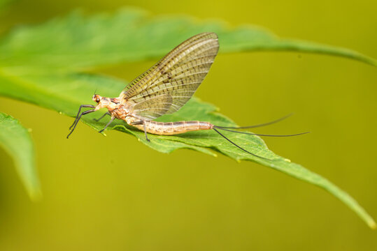Macro photo. The common mayfly insect warms itself on a green leaf.