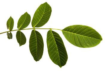 green walnut leaves on white background
