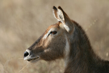 Waterbuck antelope in Kenya , East Africa