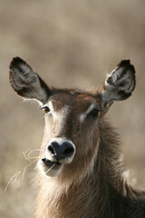 Waterbuck antelope in Kenya , East Africa
