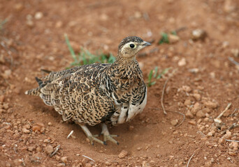 Female Sand Grouse in Red Volcanic Soil in East Africa