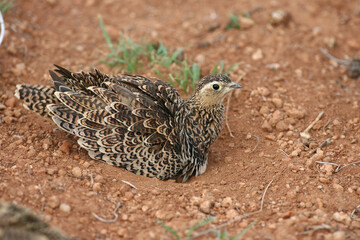 Female Sand Grouse in Red Volcanic Soil in East Africa