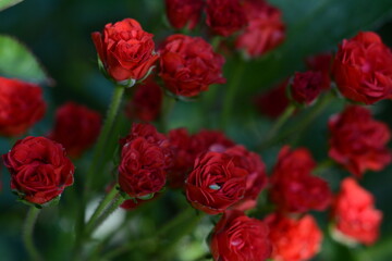 Bush of small red decorative roses close up