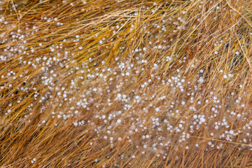 Hail detail, Reykjanes Coast, Iceland, Europe