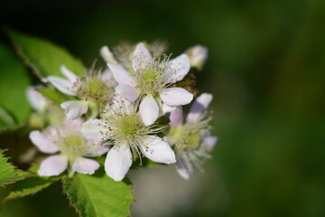 Delicate flowers of a blackberry bush close up