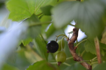 Black and green black currant on one bush branch