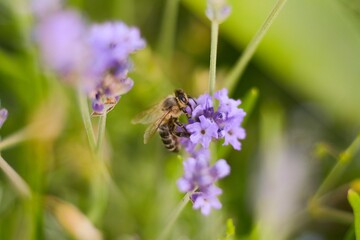 Bee collects nectar from lavender flower