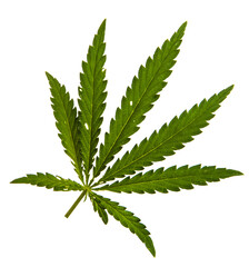 green cannabis leaves on white background