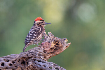Male Ladder-backed Woodpecker