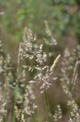 Fototapeta premium Gräser