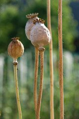 Obraz premium Isolated ripe poppy heads on long stems on a blurred green background in Ukraine. Copy space. Close up. Vertical image. Minimalism.