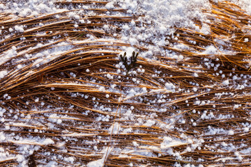 Hail detail, Reykjanes Coast, Iceland, Europe