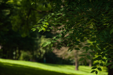 Summer city green park for recreation