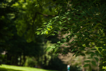 Summer city green park for recreation