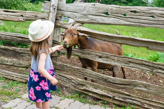 enfant avec une ch&egrave;vre