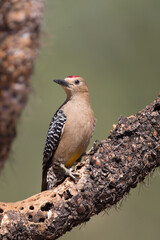 Gila Woodpecker on cactus