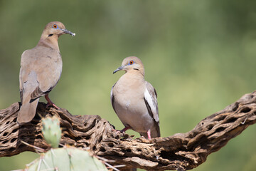 White-winged Doves in Arizona Desert	