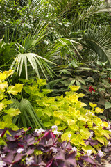 The texture of the leaves of tropical  plants