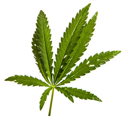 green cannabis leaves on white background