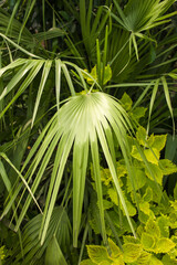 The texture of the leaves of tropical  plants