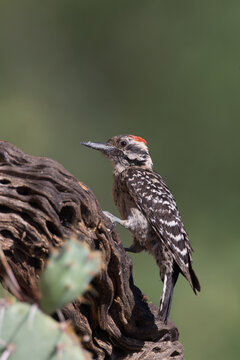 Male Ladder-backed Woodpecker
