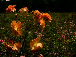 Roses in the botanical garden in Radzionk&oacute;w. Free space for entry ready.