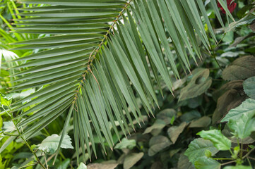 The texture of the leaves of tropical  plants