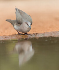 White-tipped Dove near water	