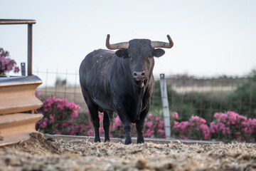 Un solitario toro en el campo 