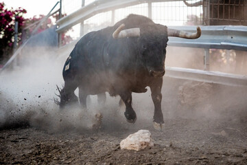 El toro corre entre el polvo de la tierra