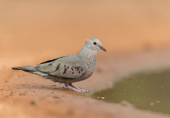 Common Ground Dove