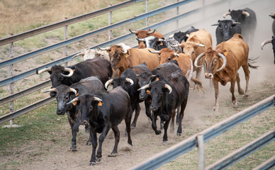 Muchas vacas corren juntas 