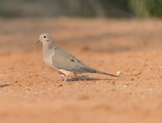 Mourning dove at pond drinking
