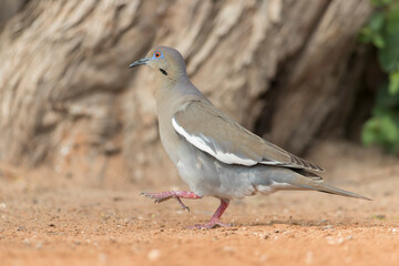White-winged Doves in Arizona Desert	