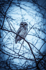 White owl sitting on a tree