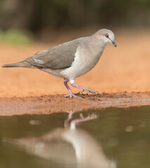 White-tipped Dove near water	