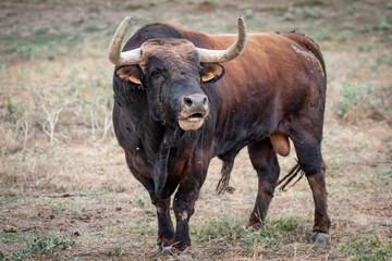Un toro marrón y negro con la boca abierta 