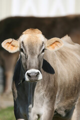 Obraz na płótnie Canvas Dairy Cow on a local farm