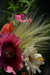 Summer bouquet of meadow beautiful flowers - poppy, chamomile, barley spikelets