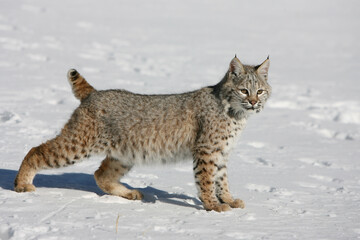 Bobcat in Snow