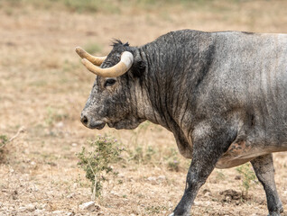 Un toro gris con arrugas en el cuello