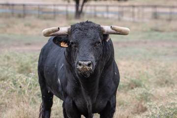 un toro negro con los cuernos muy feos