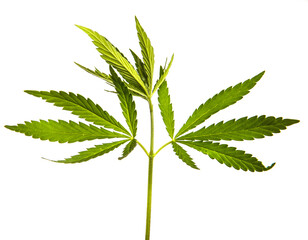 green cannabis leaves on white background