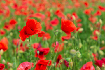 Colorful red poppy field.