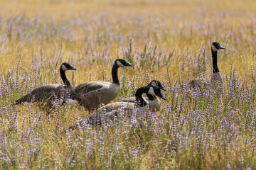 Wild Canadian geese (Branta canadensis) in the grass and wild flowers environment