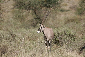 Oryx in Masai Mara Kenya Africa