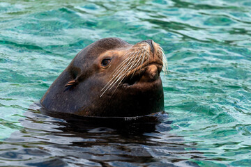 Fototapeta premium California Sea Lion Surfaces - A California sea lion pokes its head above the surface of the water while swimming at a zoo.